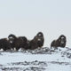 A group of muskoxen looking very chill on Wrangel Island in the Arctic ocean. Image: Joel Berger/ Colorado State University